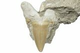 Otodus Shark Tooth Fossil in Rock - Morocco #292013-1